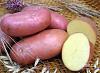 Продам <b>КАРТОФЕЛЬ</b> КАПУСТУ СВЕКЛУ МОРКОВЬ