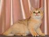 Питомник британских кошек